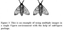 Sample Image file of pair of flies